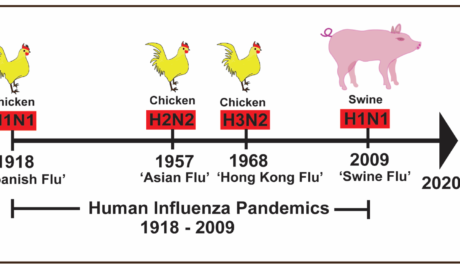 What is the difference between H1N1 and H2N2?