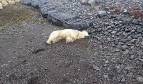 polar bear dead shot iceland
